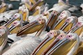  oiseau, pélican blanc, pelecanus onocrotalus, nidification, avifaune, parc national djoudj, sénégal, afrique de l'ouest 