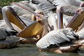  oiseau, pélican blanc, pelecanus onocrotalus, nidification, avifaune, parc national djoudj, sénégal, afrique de l'ouest 