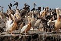  oiseau, pélican blanc, pelecanus onocrotalus, nidification, avifaune, parc national djoudj, sénégal, afrique de l'ouest 