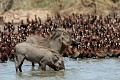  phacochères, mammifère, oiseau, canard dendrocygne, dendrogygna viduata, avifaune, parc national djoudj, sénégal, afrique de l'ouest 