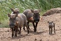  phacochère, mammifère, parc national djoudj, sénégal, afrique de l'ouest 