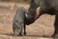 phacochère, mammifère, parc national djoudj, sénégal, afrique de l'ouest 