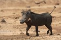  phacochère, mammifère, parc national djoudj, sénégal, afrique de l'ouest 