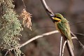  guêpier nain, merops pusillus, oiseau, parc national djoudj, sénégal, afrique de l'ouest 