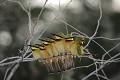  guêpier nain, merops pusillus, oiseau, parc national djoudj, sénégal, afrique de l'ouest 