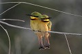 guêpier nain, merops pusillus, oiseau, parc national djoudj, sénégal, afrique de l'ouest 
