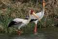  tantale ibis, mycteria ibis, oiseau, parc national djoudj, sénégal, afrique de l'ouest 