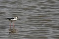  échasse blanche, himantopus himantopus, oiseau, parc national djoudj, sénégal, afrique de l'ouest 