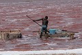  récolte de sel, lac rose, sénégal, afrique de l'ouest 