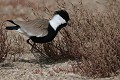  vanneau éperonné, vanellus spinosus, lac rose, sénégal, afrique de l'ouest 