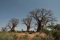  baobabs, paysage sine saloum, sénégal, afrique de l'ouest 