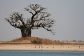  baobabs, paysage sine saloum, sénégal, afrique de l'ouest 