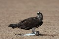  balbuzard pêcheur, pandion haliaetus, oiseau, sine saloum, sénégal, afrique de l'ouest 
