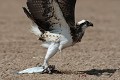  balbuzard pêcheur, pandion haliaetus, oiseau, sine saloum, sénégal, afrique de l'ouest 