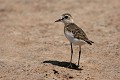  gravelot sp, oiseau, sine saloum, sénégal, afrique de l'ouest 