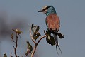  rollier d'abyssinie, coracias abyssinicus , oiseau, sine saloum, sénégal, afrique de l'ouest 