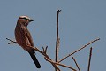  rollier varié, coracias naevius, oiseau, sine saloum, sénégal, afrique de l'ouest 