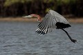  héron goliath, ardea goliath, oiseau, sine saloum, missirah, sénégal, afrique de l'ouest 