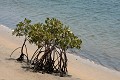  mangrove, sine saloum, missirah, sénégal, afrique de l'ouest 