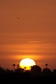  coucher du soleil, sine saloum, missirah, mar lodj, sénégal, afrique de l'ouest 