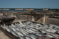  village, port de pêche, sine saloum, missirah, sénégal, afrique de l'ouest 