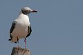  mouette à tête grise, larus cirrocephalus, sine saloum, missirah, sénégal, afrique de l'ouest 
