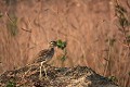  oedicnème du sénégal, burhinus senegalensis, sine saloum, mar lodj, missirah, sénégal, afrique de l'ouest 
