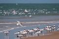  sterne caspienne, sterna caspia, île aux oiseaux, sine saloum, missirah, sénégal, afrique de l'ouest 