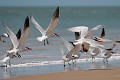  sterne caspienne, sterna caspia, île aux oiseaux, sine saloum, missirah, sénégal, afrique de l'ouest 