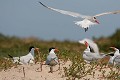  sterne caspienne, sterna caspia, île aux oiseaux, sine saloum, missirah, sénégal, afrique de l'ouest 