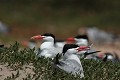  sterne caspienne, sterna caspia, île aux oiseaux, sine saloum, missirah, sénégal, afrique de l'ouest 