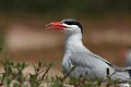  sterne caspienne, sterna caspia, île aux oiseaux, sine saloum, missirah, sénégal, afrique de l'ouest 