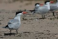  sterne caspienne, sterna caspia, île aux oiseaux, sine saloum, missirah, sénégal, afrique de l'ouest 
