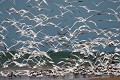  sterne royale, sterna maxima, île aux oiseaux, sine saloum, missirah, sénégal, afrique de l'ouest 