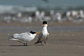  sterne royale, sterna maxima, île aux oiseaux, sine saloum, missirah, sénégal, afrique de l'ouest 