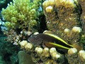 poisson faucon à taches de rousseur, paracirrhites forsteri, housereef, marsa alam, mer rouge, égypte, plongée sous-marine 