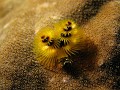  ver arbre de noël, spirobranchus corniculatus, housereef, marsa alam, mer rouge, égypte, plongée sous-marine 