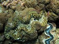  bénitier géant, tridacna squamosa, housereef, marsa alam, mer rouge, égypte, hotel equinoxe el nabaa, plongée sous-marine 