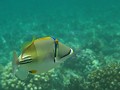  baliste picasso, rhinecanthus assasi, housereef, marsa alam, mer rouge, égypte, hotel equinoxe el nabaa, plongée sous-marine 