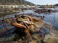  amplexus, grenouille rousse, rana temporaria, amphibiens, migration, lac lauch, massif des vosges, alsace 