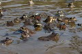  amplexus, grenouille rousse, rana temporaria, amphibiens, migration, lac lauch, massif des vosges, alsace 