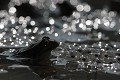 amplexus, grenouille rousse, rana temporaria, amphibiens, migration, lac lauch, massif des vosges, alsace 