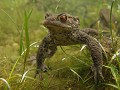  amplexus, crapaud commun, bufo bufo, amphibiens, migration, lac lauch, massif des vosges, alsace 