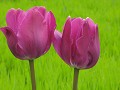  Idées jardins 2009, tulipe, Parc de Wesserling, vallée Thur, Haut-Rhin, alsace 