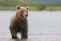  mammifère, ours brun, lac kuril, saumon, pêche, kamtchatka, russie 