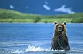  mammifère, ours brun, lac kuril, saumon, pêche, kamtchatka, russie 