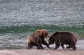  mammifère, ours brun, lac kuril, saumon, pêche, kamtchatka, russie 