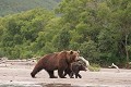  mammifère, ours brun, ourson, lac kuril, saumon, pêche, kamtchatka, russie 