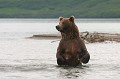  mammifère, ours brun, lac kuril, saumon, pêche, kamtchatka, russie 