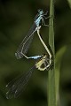  agrion, odonate, ried, alsace 